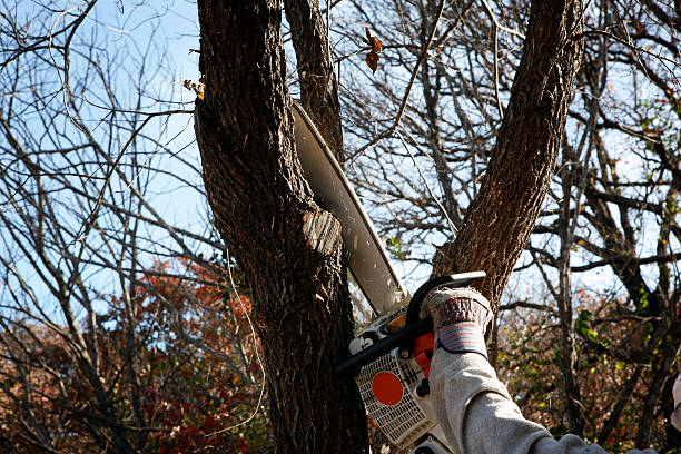 Best Stump Grinding and Removal  in Clear Lake Shores, TX