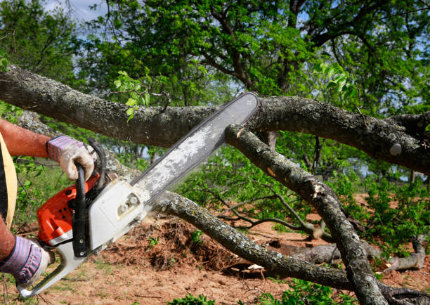 How Our Tree Care Process Works  in  Clear Lake Shores, TX